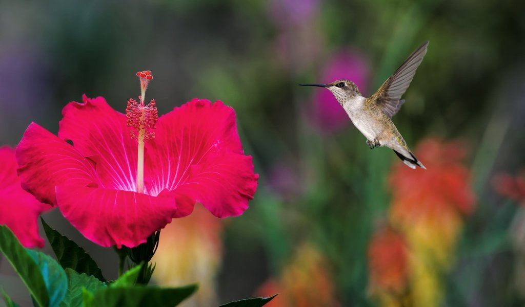 Обои полет, птичка, колибри, гибискус, flight, bird, hummingbird, hibiscus разрешение 2048x1365 Загрузить