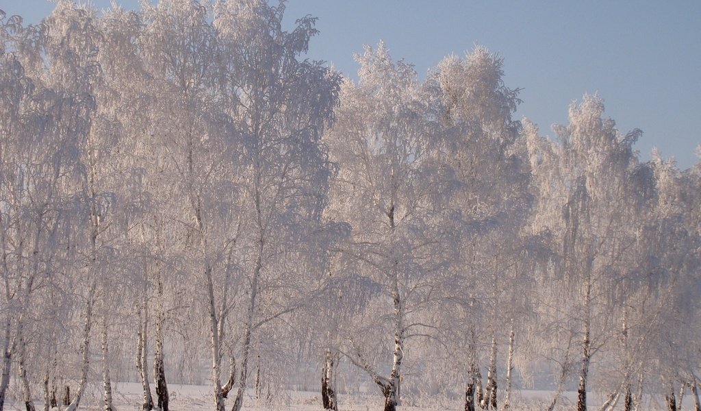 Обои снег, зима, березы, иней, snow, winter, birch, frost разрешение 1920x1331 Загрузить