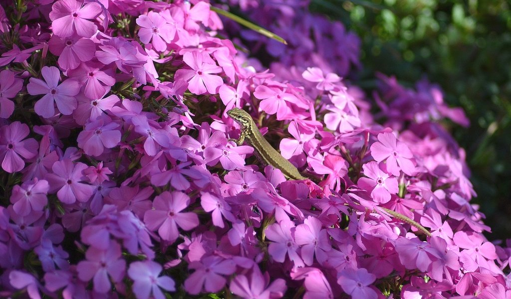 Обои свет, цветы, тень, ящерица, розовые, флоксы, light, flowers, shadow, lizard, pink, phlox разрешение 2048x1365 Загрузить