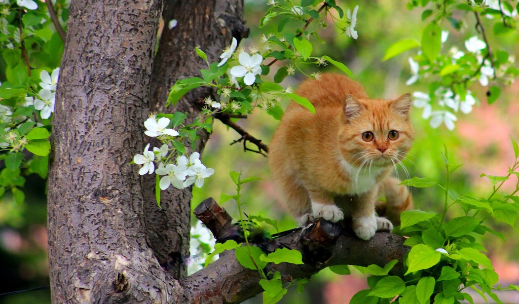 Обои дерево, цветение, кот, кошка, рыжая, весна, tree, flowering, cat, red, spring разрешение 1920x1441 Загрузить