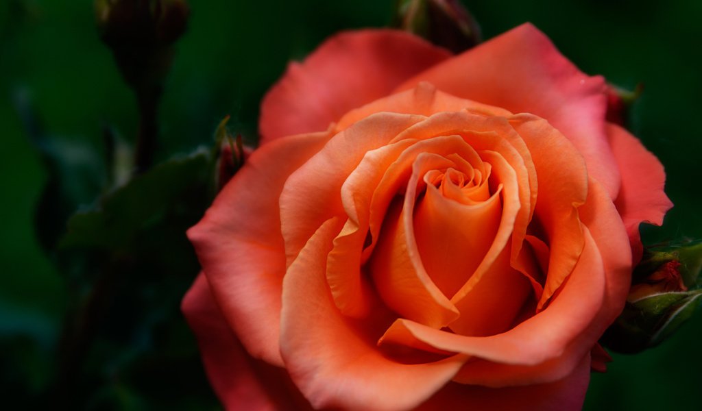 Обои роза, размытость, оранжевая, rose, blur, orange разрешение 2048x1365 Загрузить