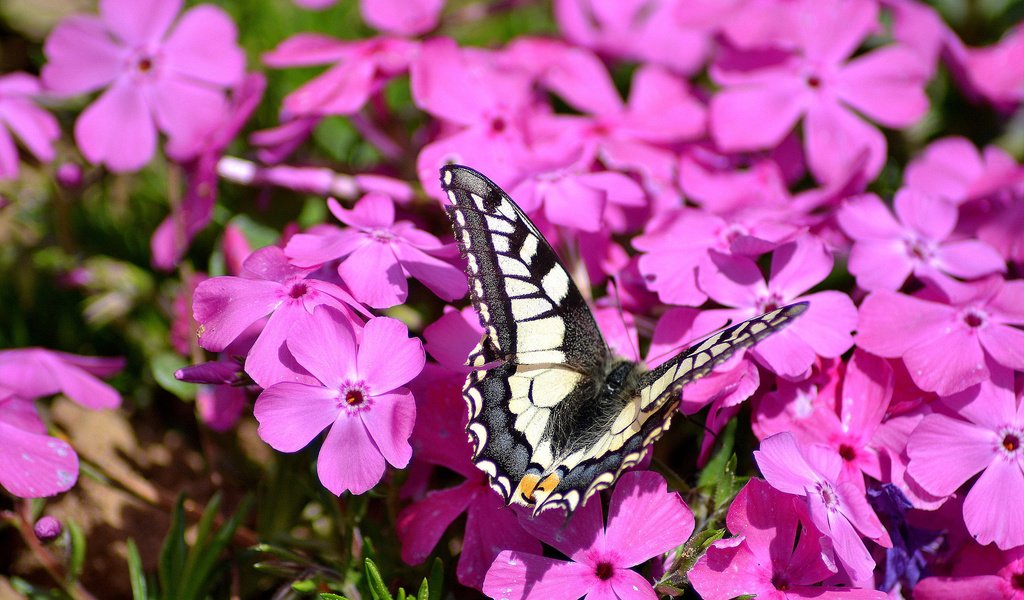 Обои цветы, насекомое, бабочка, розовые, флоксы, флокс, flowers, insect, butterfly, pink, phlox разрешение 2048x1365 Загрузить