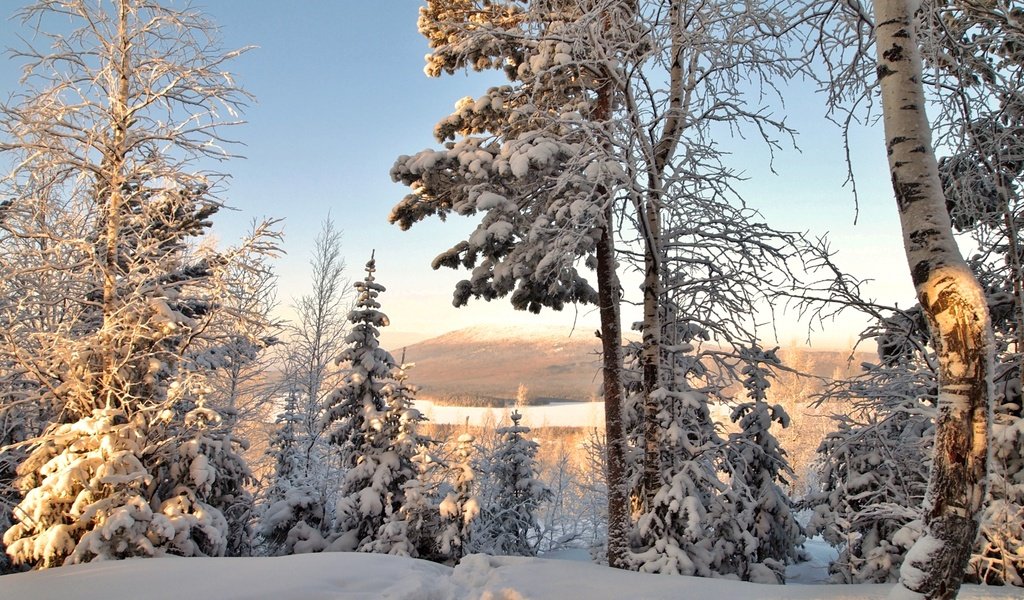 Обои деревья, снег, зима, ель, береза, trees, snow, winter, spruce, birch разрешение 2400x1570 Загрузить