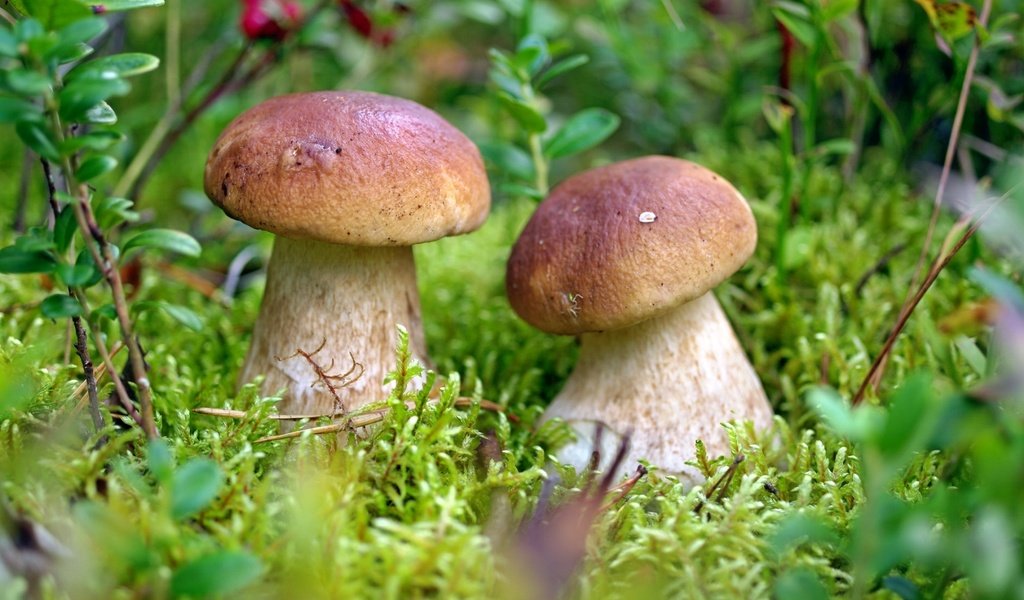 Обои грибы, парочка,  белый гриб, mushrooms, a couple, white mushroom разрешение 2000x1272 Загрузить