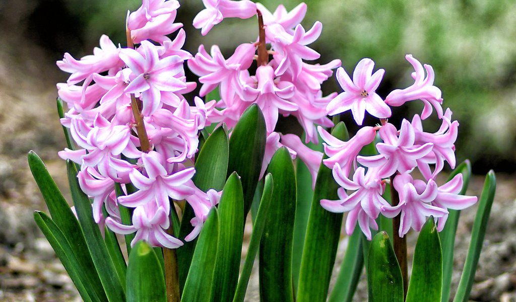 Обои весна, розовый, гиацинт, spring, pink, hyacinth разрешение 2048x1518 Загрузить