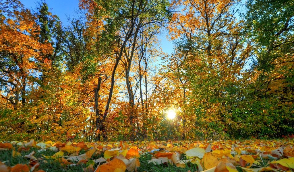 Обои деревья, солнце, листья, осень, trees, the sun, leaves, autumn разрешение 2048x1360 Загрузить