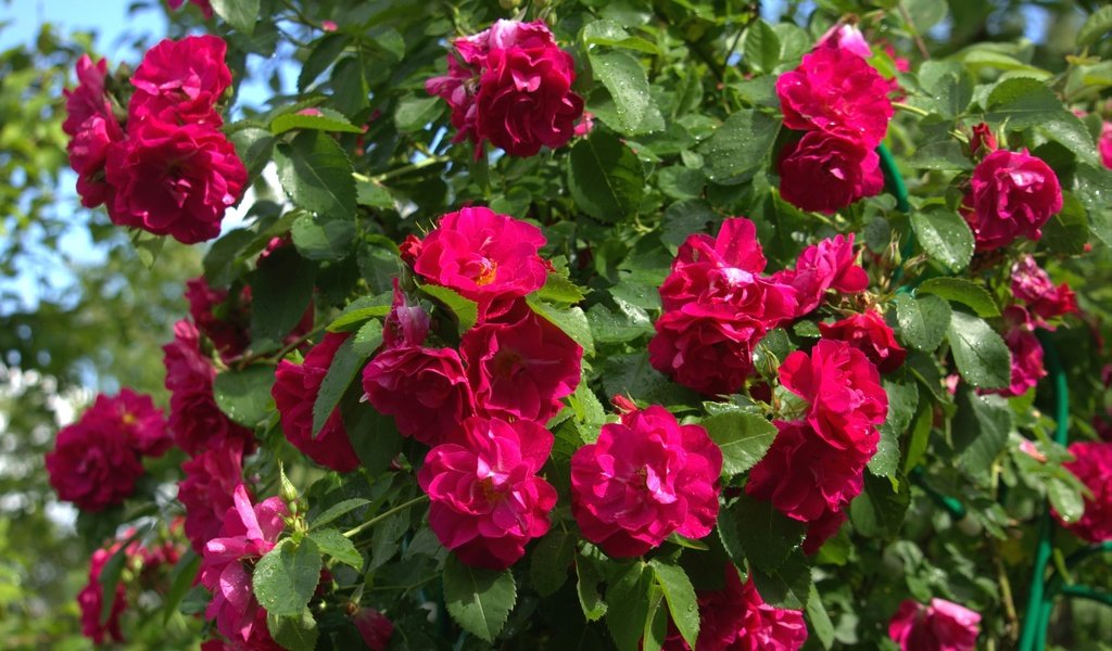 Обои розы, куст, малиновый, roses, bush, raspberry разрешение 2400x1595 Загрузить