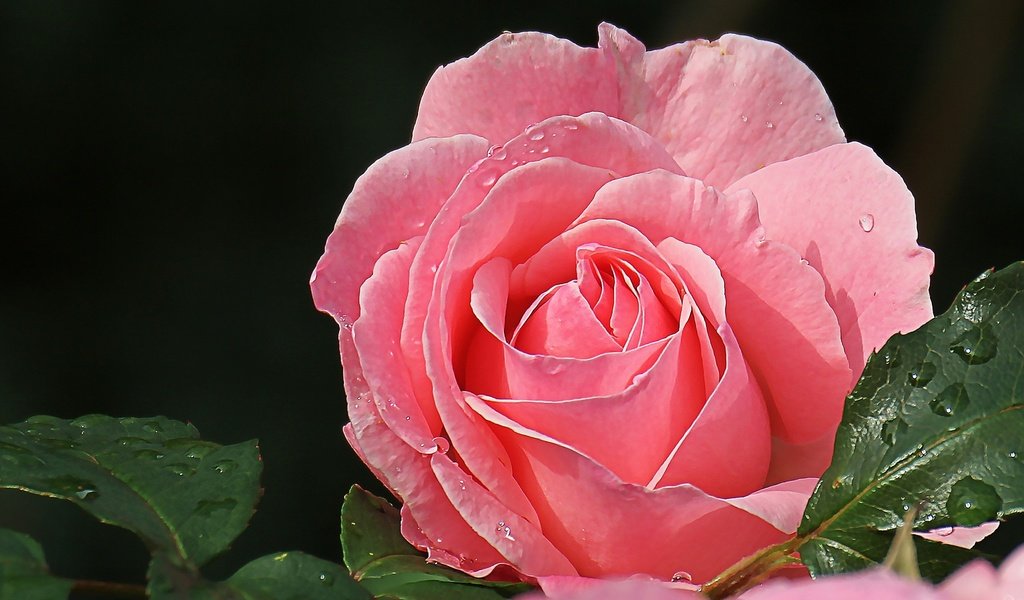 Обои макро, роза, лепестки, красавица, розовый, macro, rose, petals, beauty, pink разрешение 2048x1281 Загрузить