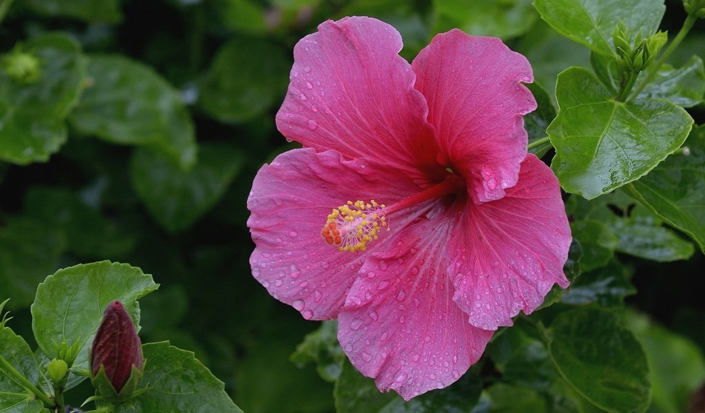 Обои макро, розовый, гибискус, macro, pink, hibiscus разрешение 2100x1400 Загрузить