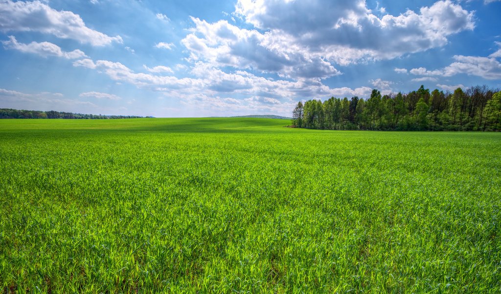 Обои небо, трава, облака, деревья, поле, зеленая, the sky, grass, clouds, trees, field, green разрешение 2048x1157 Загрузить