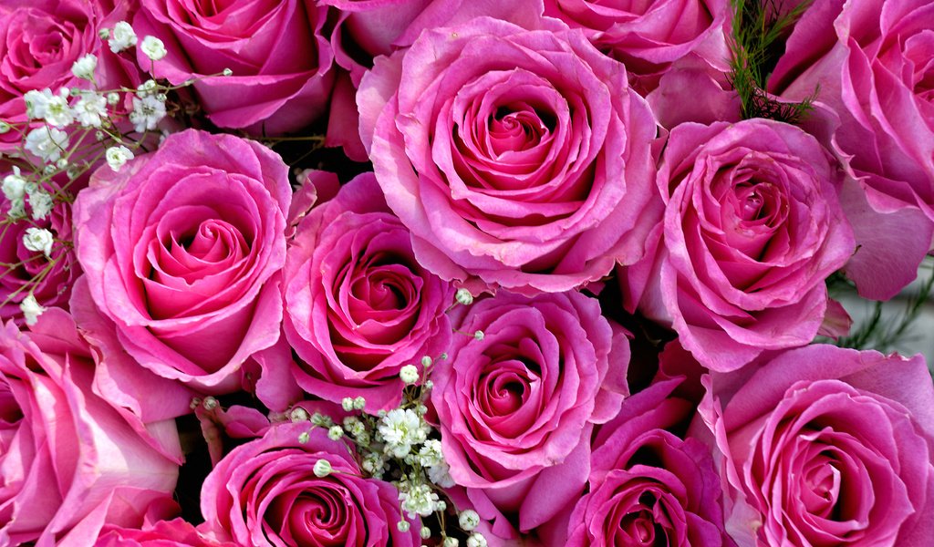 Обои бутоны, розы, букет, розовый, гипсофила, buds, roses, bouquet, pink, gypsophila разрешение 2048x1371 Загрузить