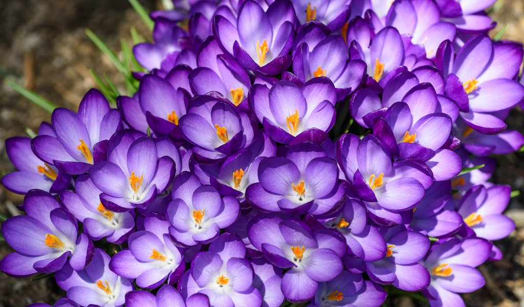Обои цветы, макро, лепестки, фиолетовый, весна, крокусы, flowers, macro, petals, purple, spring, crocuses разрешение 1920x1231 Загрузить