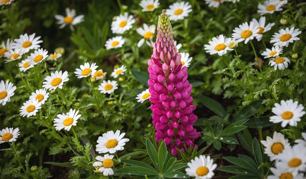 Обои цветы, листья, лето, лепестки, ромашки, люпин, flowers, leaves, summer, petals, chamomile, lupin разрешение 2700x1708 Загрузить