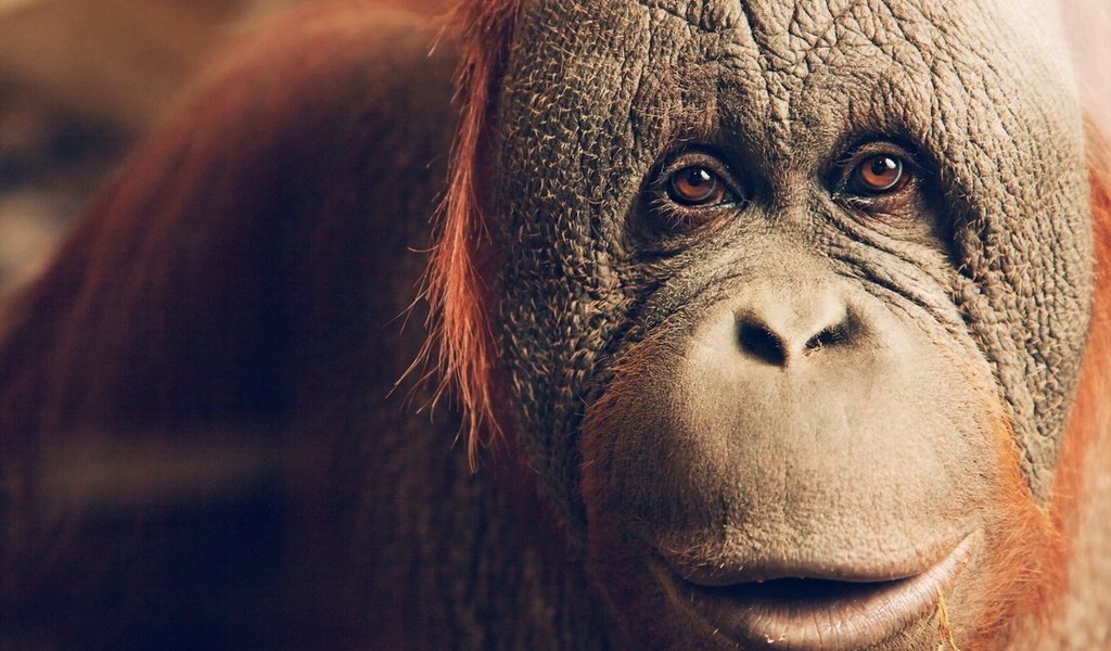 Обои глаза, животные, обезьяна, орангутанг, eyes, animals, monkey, orangutan разрешение 1920x1200 Загрузить