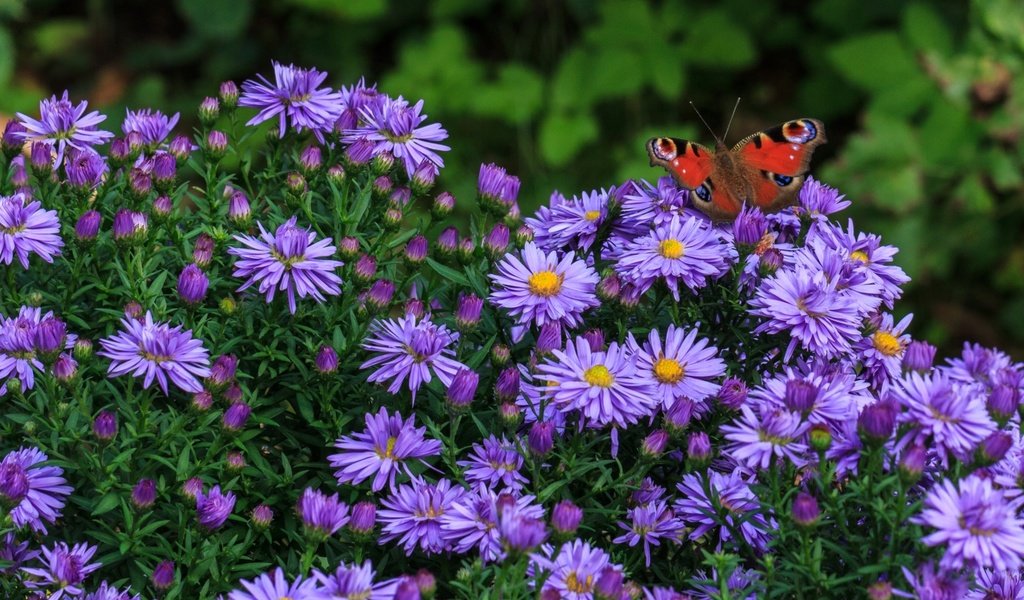 Обои цветы, насекомое, бабочка, сиреневые, татарская астра, flowers, insect, butterfly, lilac, tatar astra разрешение 1920x1255 Загрузить