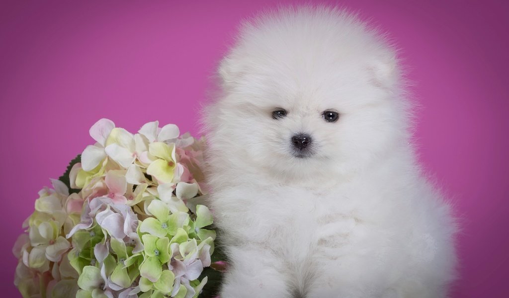 Обои цветок, пушистый, белый, щенок, милый, гортензия, шпиц, flower, fluffy, white, puppy, cute, hydrangea, spitz разрешение 2400x1575 Загрузить