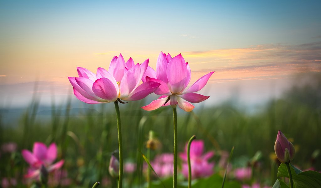 Обои небо, цветы, фон, лепестки, лотос, розовый, стебли, the sky, flowers, background, petals, lotus, pink, stems разрешение 3000x2000 Загрузить