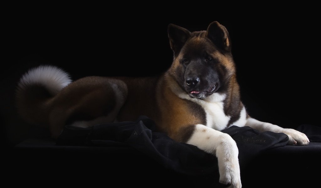 Обои пес, красавец, американская, акита, dog, handsome, american, akita разрешение 3200x2064 Загрузить