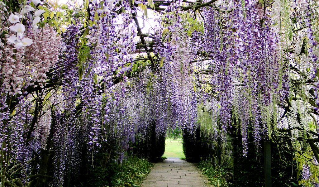 Обои цветы, цветение, парк, ветки, гроздья, глициния, вистерия, flowers, flowering, park, branches, bunches, wisteria разрешение 2592x1944 Загрузить