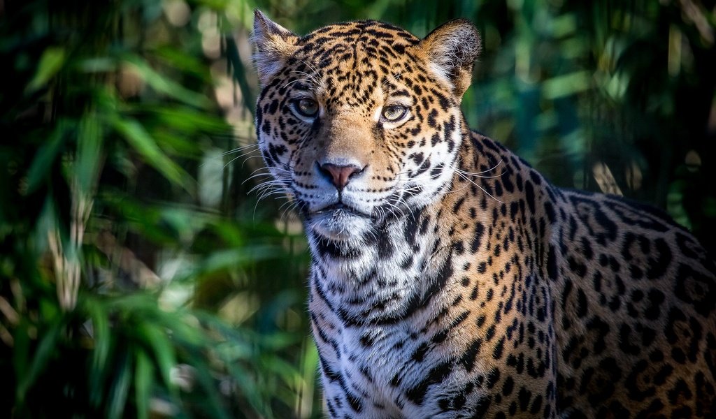 Обои морда, портрет, хищник, ягуар, face, portrait, predator, jaguar разрешение 2048x1366 Загрузить