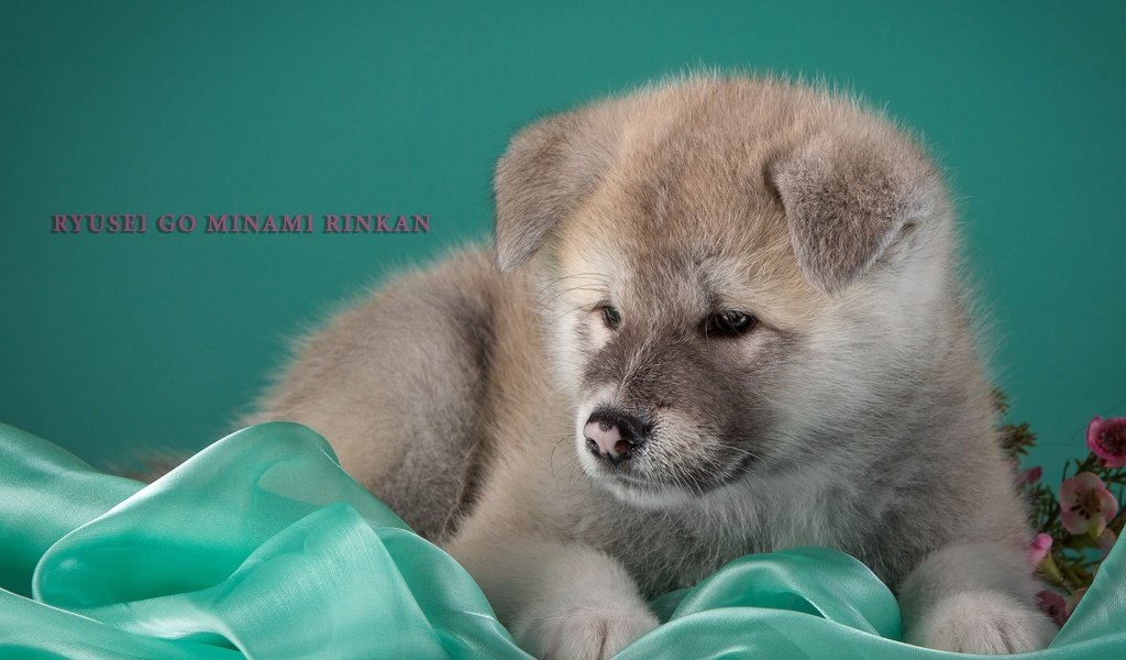 Обои щенок, бежевый, японская акита, puppy, beige, japanese akita разрешение 3000x1949 Загрузить