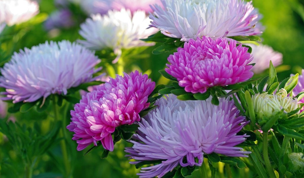 Обои макро, осень, астры, macro, autumn, asters разрешение 2232x1484 Загрузить