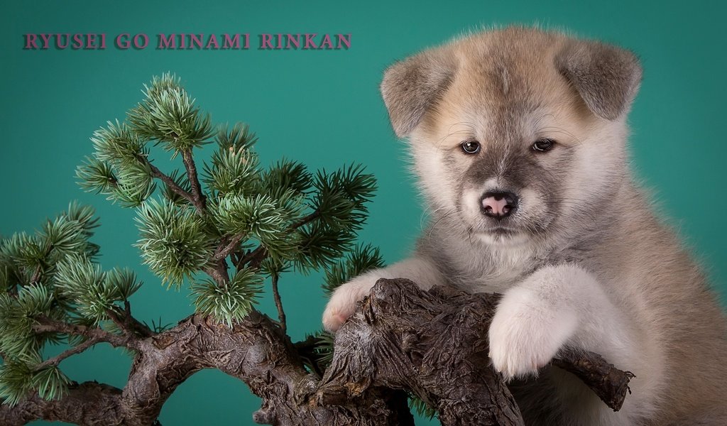 Обои дерево, щенок, бежевый, бонсай, японская акита, tree, puppy, beige, bonsai, japanese akita разрешение 3000x1923 Загрузить