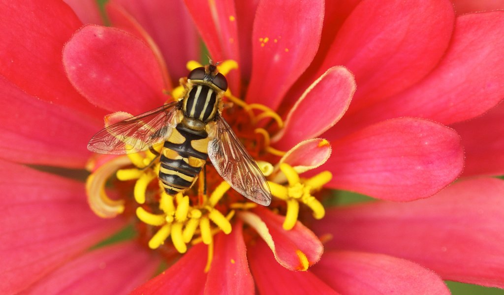 Обои насекомое, цветок, пчела, опыление, цветком, insect, flower, bee, pollination разрешение 3260x2230 Загрузить