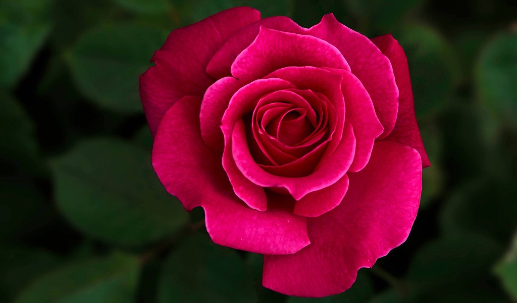 Обои макро, роза, бутон, macro, rose, bud разрешение 3708x2246 Загрузить