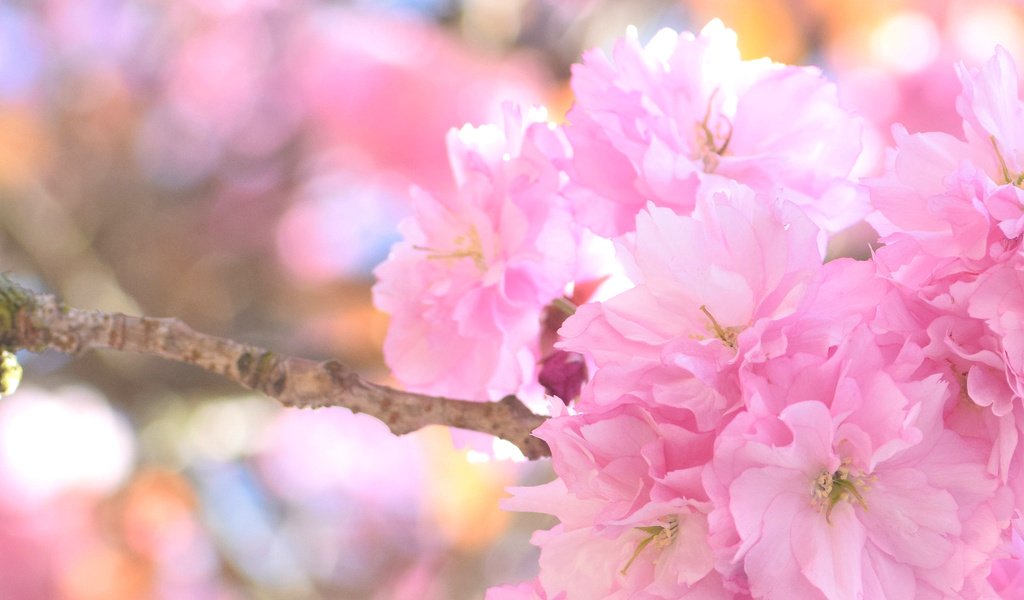 Обои цветы, природа, цветение, весна, розовый, вишня, сакура, flowers, nature, flowering, spring, pink, cherry, sakura разрешение 2048x1365 Загрузить