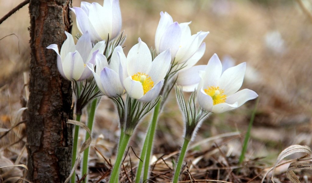 Обои весна, нежность, анемоны, сон-трава, spring, tenderness, anemones, sleep-grass разрешение 1920x1335 Загрузить