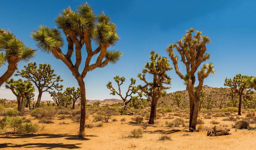 Обои песок, пустыня, сша, кустарник, дюны, joshua tree national park, дерево джошуа, sand, desert, usa, shrub, dunes, joshua tree разрешение 2880x1662 Загрузить