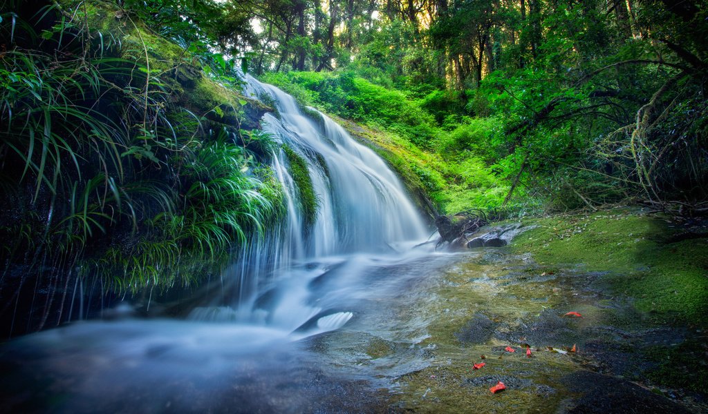 Обои трава, вода, лес, водопад, поток, мох, grass, water, forest, waterfall, stream, moss разрешение 2048x1249 Загрузить