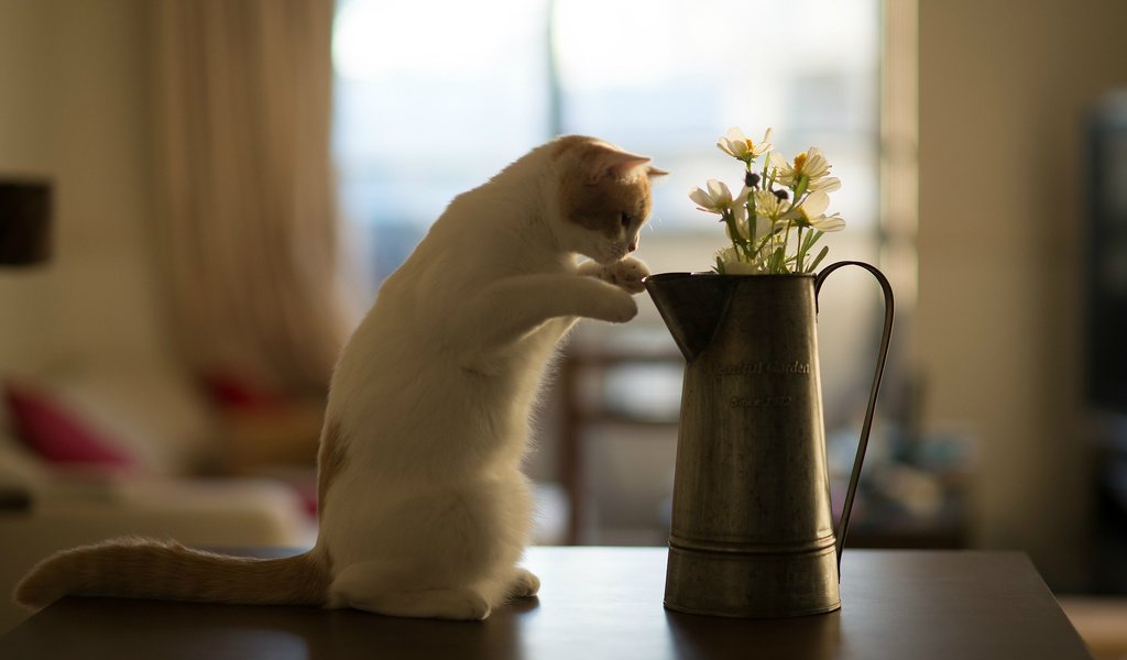 Обои цветы, кот, кошка, котенок, стол, benjamin torode, бенджамин тород, ханна, flowers, cat, kitty, table, benjamin torod, hannah разрешение 2048x1365 Загрузить