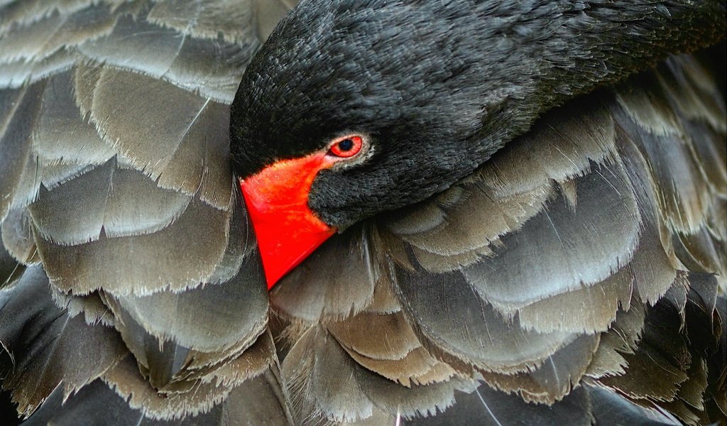 Обои природа, черный, птица, лебедь, черный лебедь, nature, black, bird, swan, black swan разрешение 2048x1264 Загрузить