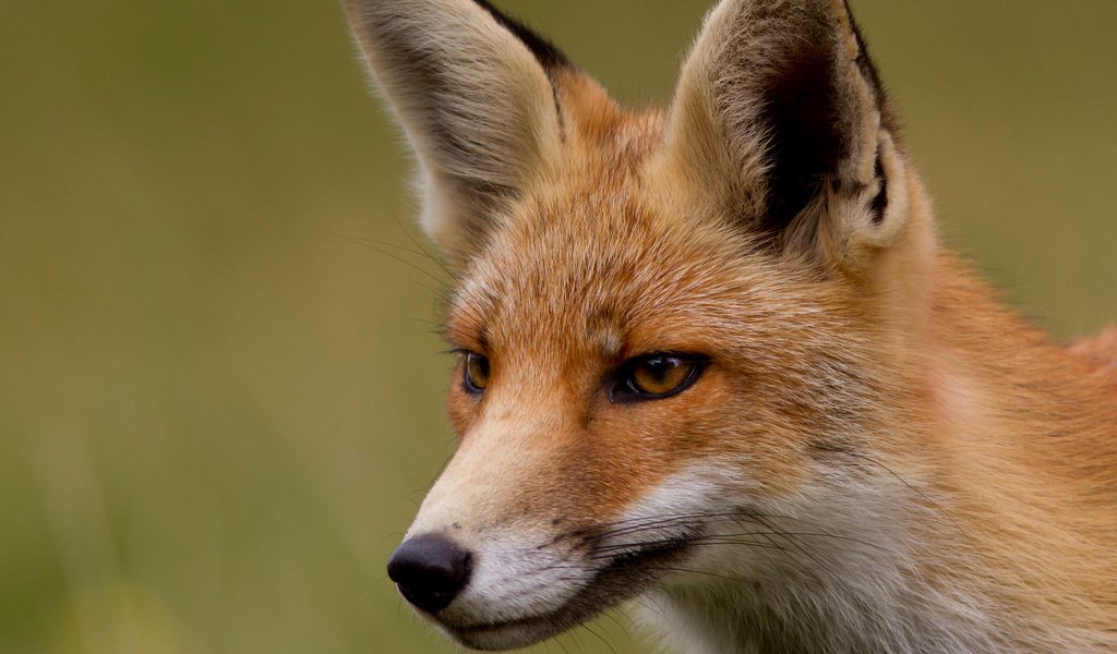 Обои мордочка, взгляд, рыжая, лиса, лисица, лис, muzzle, look, red, fox разрешение 2048x1560 Загрузить
