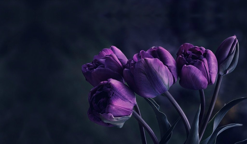 Обои цветы, бутоны, букет, тюльпаны, фиолетовые, flowers, buds, bouquet, tulips, purple разрешение 1950x1194 Загрузить