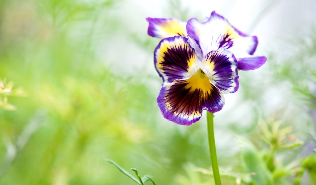 Обои макро, лепестки, анютины глазки, виола, macro, petals, pansy, viola разрешение 2048x1360 Загрузить