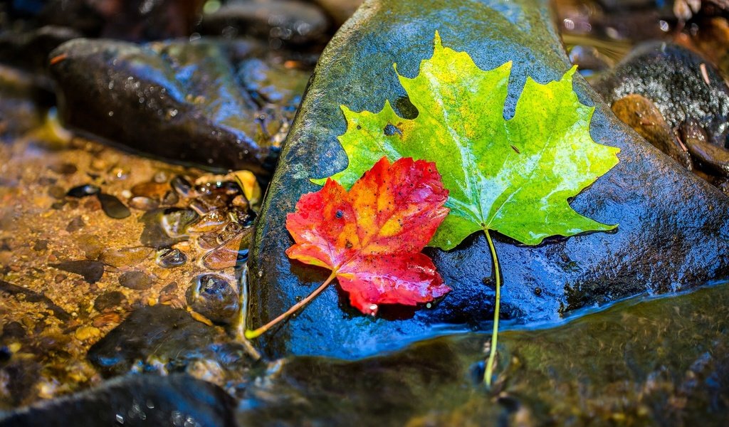 Обои вода, камни, листья, осень, клен, мокрый, water, stones, leaves, autumn, maple, wet разрешение 1954x1255 Загрузить
