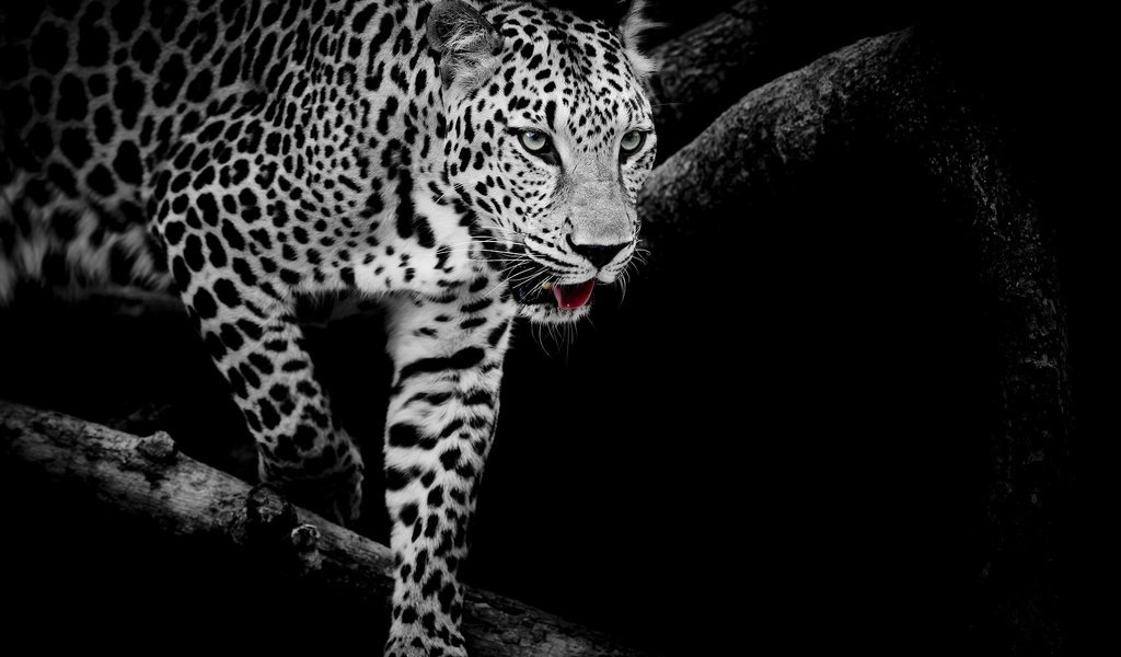 Обои кошка, чёрно-белое, леопард, хищник, cat, black and white, leopard, predator разрешение 1920x1280 Загрузить