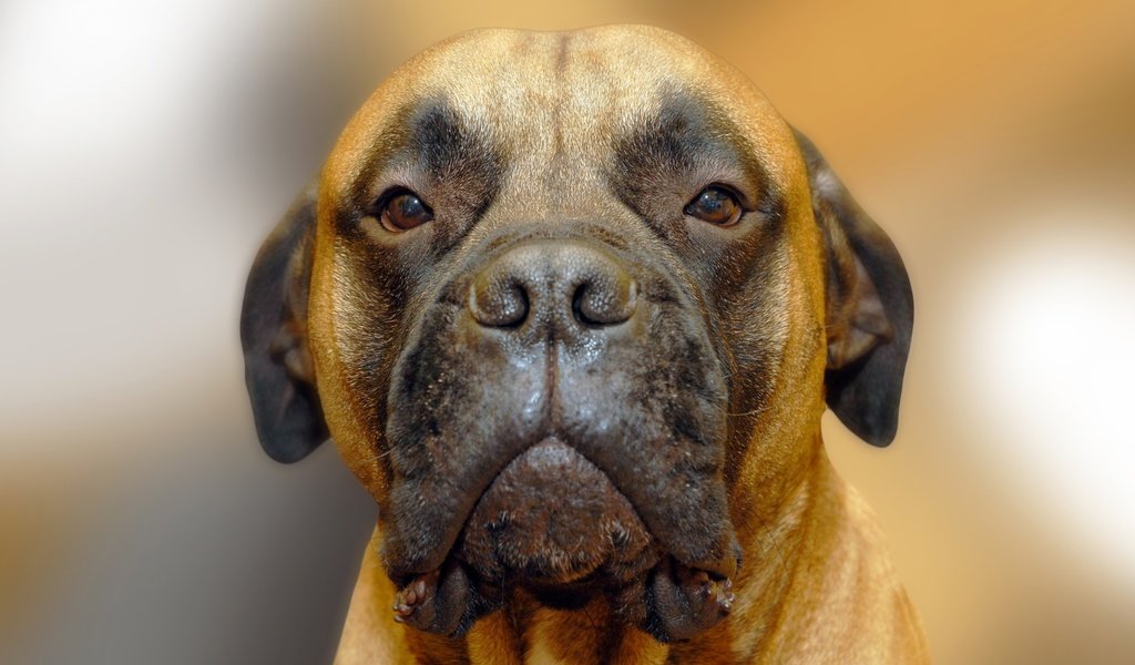 Обои портрет, собака, бульмастиф, portrait, dog, bullmastiff разрешение 2593x1729 Загрузить