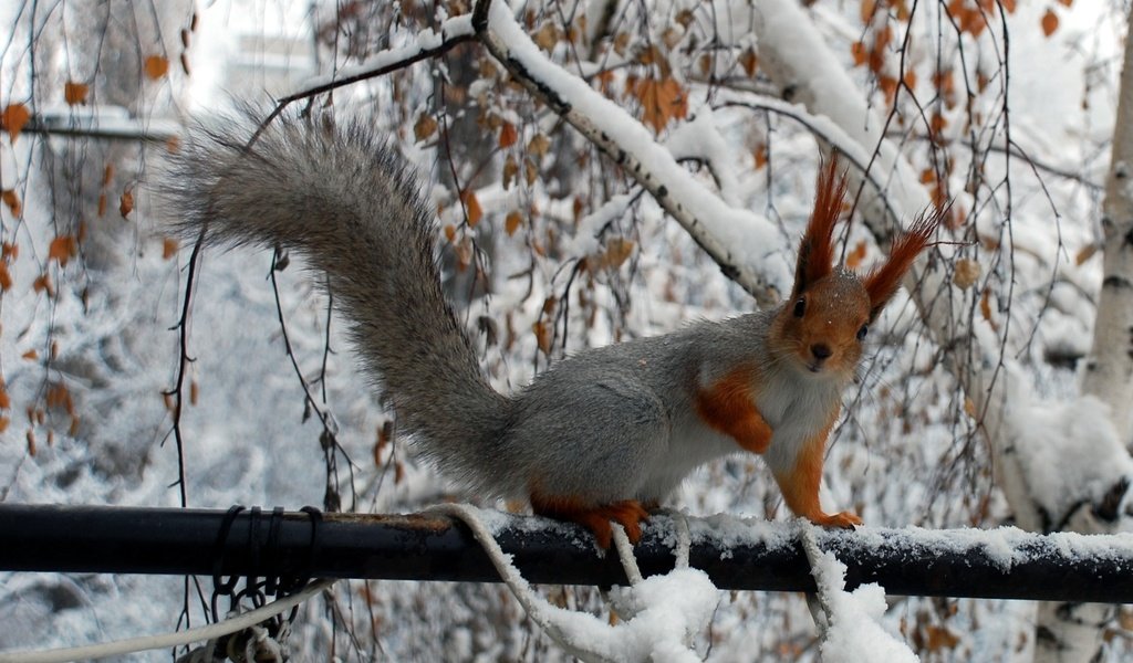 Обои зима, ветки, белка, хвост, белочка, грызун, winter, branches, protein, tail, squirrel, rodent разрешение 2150x1401 Загрузить