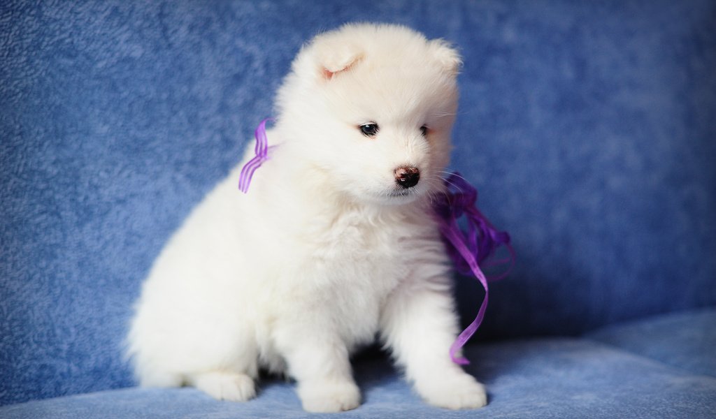 Обои собака, щенок, самоед, dog, puppy, samoyed разрешение 4256x2832 Загрузить