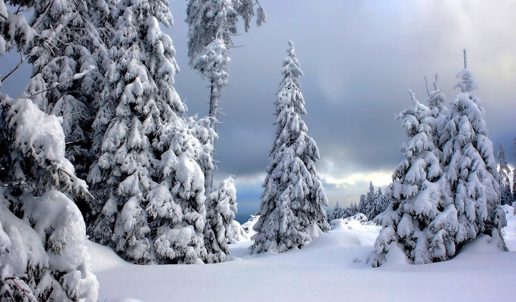 Обои деревья, снег, зима, германия, национальный парк гарц, arz national park, trees, snow, winter, germany, the harz national park разрешение 2048x1230 Загрузить