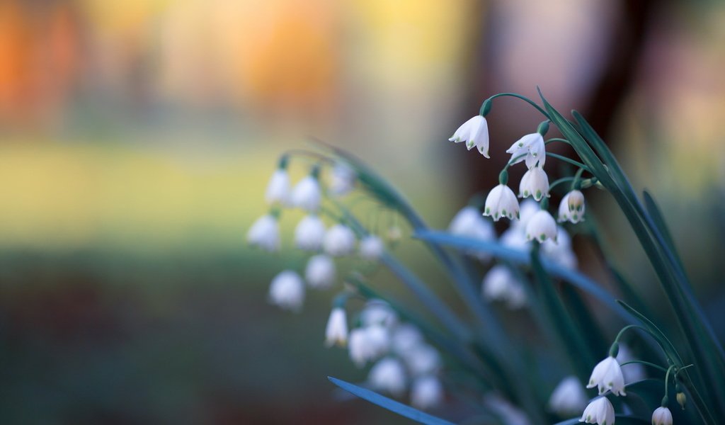 Обои цветы, природа, фон, ландыши, весна, flowers, nature, background, lilies of the valley, spring разрешение 1920x1279 Загрузить