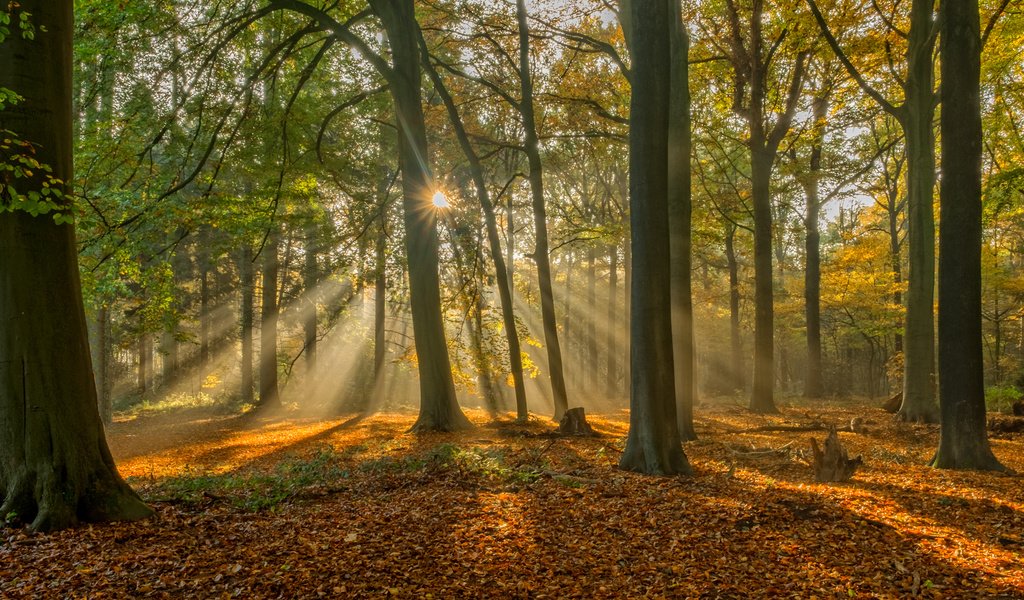 Обои деревья, лес, листья, лучи, осень, бельгия, брюгге, brugge, trees, forest, leaves, rays, autumn, belgium, bruges разрешение 1920x1280 Загрузить