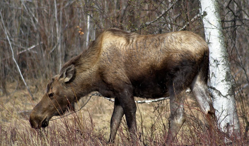 Обои природа, лес, лось, сухая трава, nature, forest, moose, dry grass разрешение 1920x1200 Загрузить