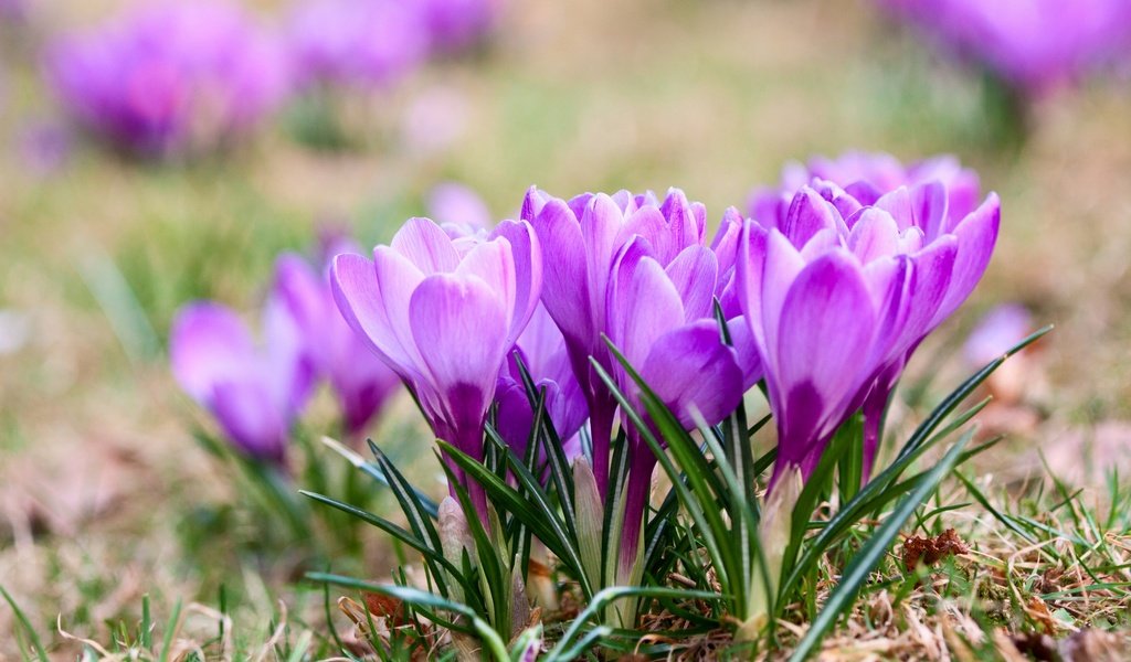 Обои цветы, природа, весна, крокусы, фиалка, flowers, nature, spring, crocuses, violet разрешение 2880x1920 Загрузить
