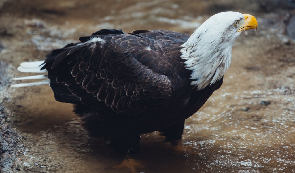 Обои вода, ручей, птица, клюв, перья, белоголовый орлан, water, stream, bird, beak, feathers, bald eagle разрешение 2400x1600 Загрузить