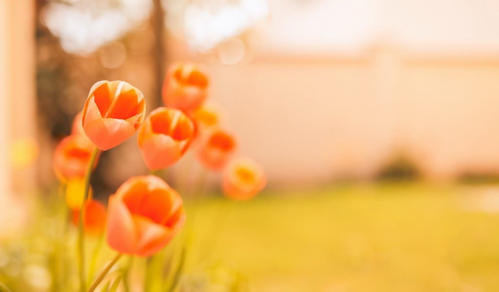 Обои цветы, фон, тюльпаны, боке, flowers, background, tulips, bokeh разрешение 1920x1280 Загрузить